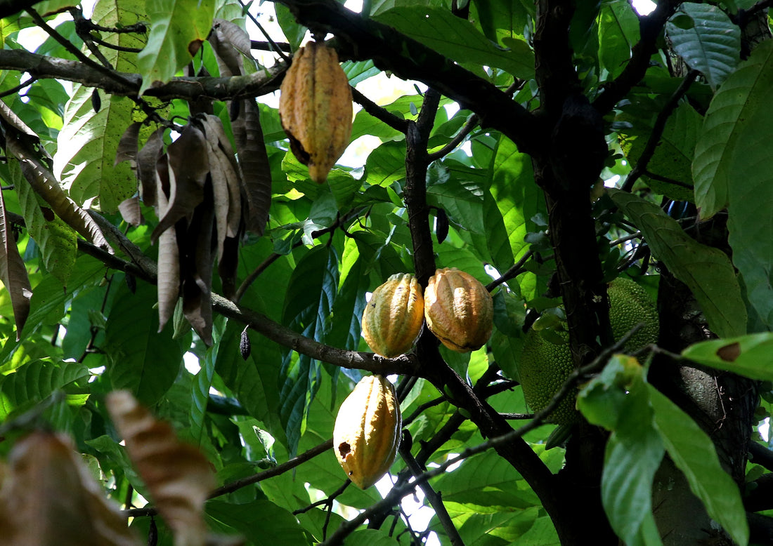 Cacao and sustainability