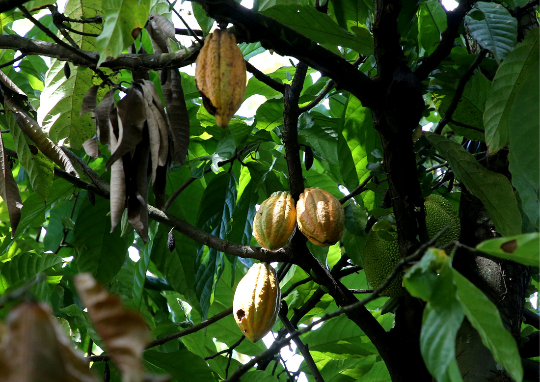 Where does Cacao come from? The Issues within The Cacao Industry.